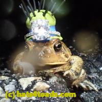 /home//u458753944/public_html/sourcegallery//Roxborough Toad Detour/2013-2019/2018/2018-04-28/small/P4280038.jpg